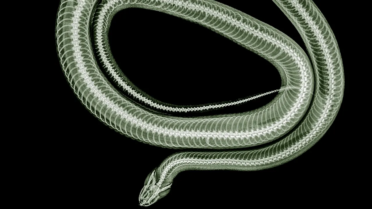 Unde a ascuns o femeie cinci ȘERPI vii, pentru a trece ilegal granița cu ei, și cum a fost prinsă. Un detaliu a dat-o de gol