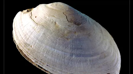 Cercetătorii au descoperit cel mai vechi „doodle