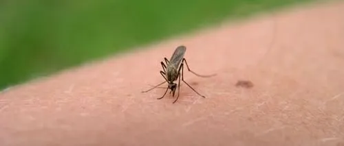 Tot mai mulți copii înțepați de țânțari ajung la SPITAL. Aceste insecte au început să dezvolte o rezistenţă puternică la insecticide