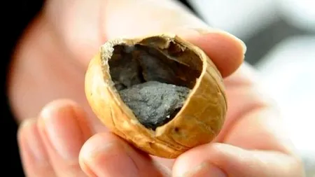 Polițiștii chinezi au descoperit o rețea care vindea nuci contrafăcute