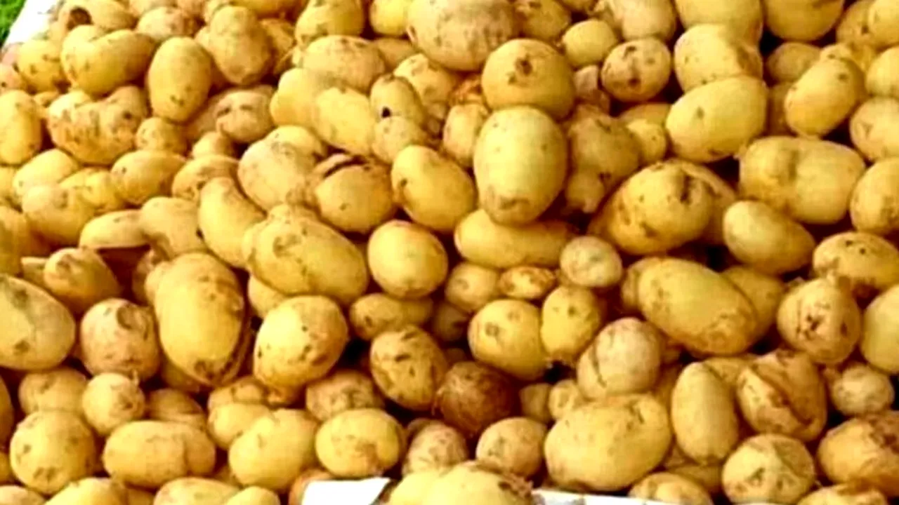 Unde să depozitezi cartofii ca să reziste mai mult