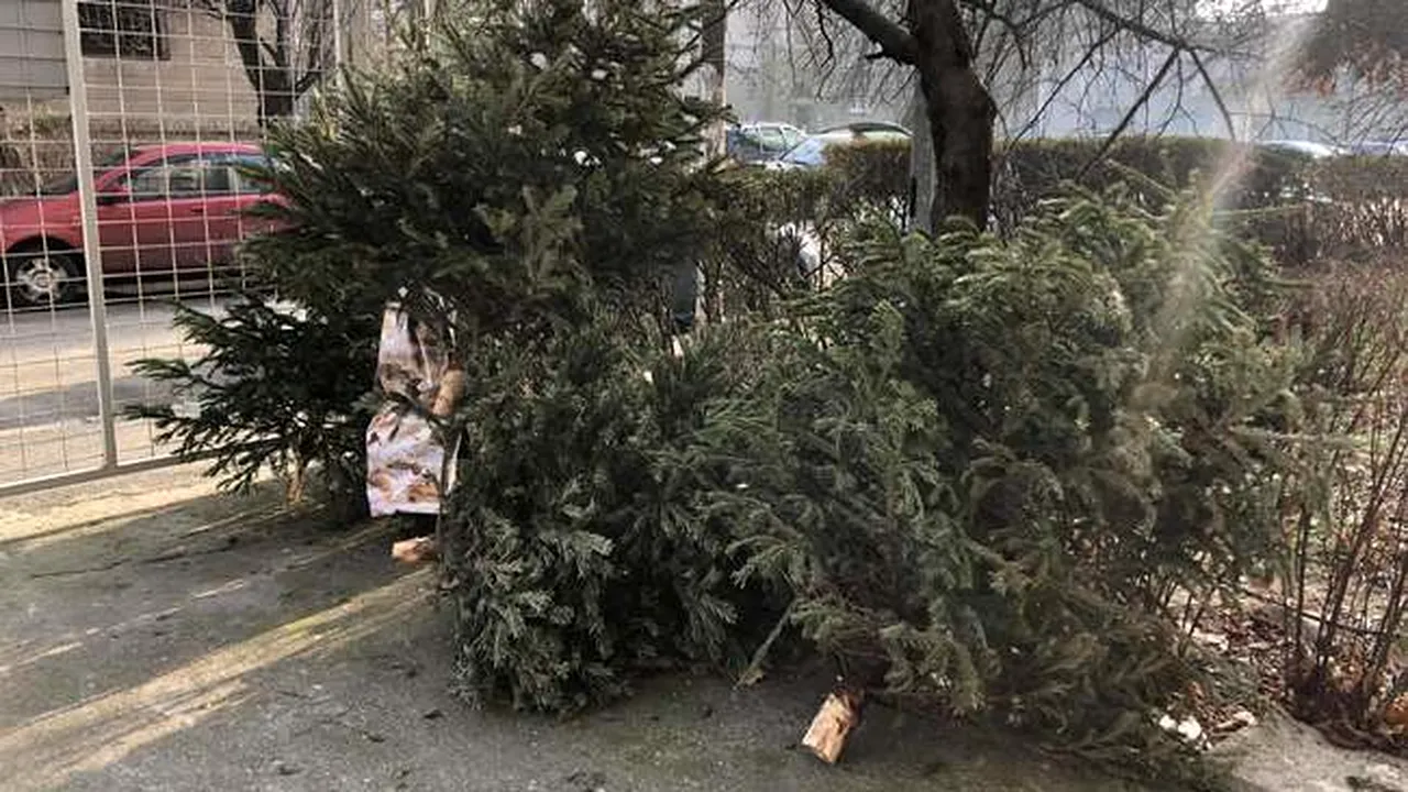 Unde se pot arunca brazii de Crăciun în sectorul 6 din Capitală! Sunt 22 de puncte de colectare