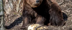 Urși văzuți în Azuga și Plopeni, autoritățile au emis mesaje RO-ALERT!/Ce să faci dacă te întâlnești pe munte cu un urs