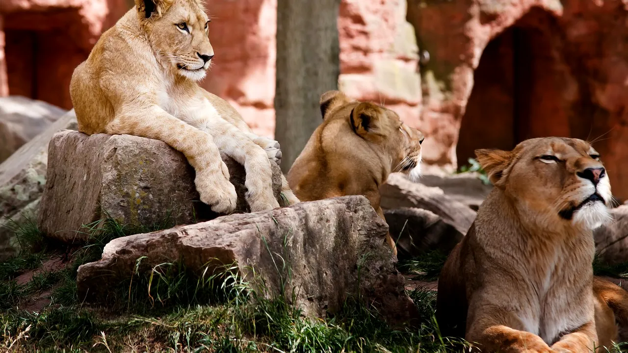 Au fost momente de panică la ZOO Sydney, după ce cinci lei au scăpat din cușcă. Vizitatorii au fost duși de urgență în zone sigure