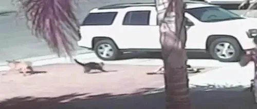 Un copil este atacat de un câine. O pisică foarte curajoasă îl salvează. VIDEO INCREDIBIL