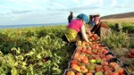 Turcia, unul dintre principalii furnizori de legume ai României, investește 5,3 miliarde de dolari în agricultură