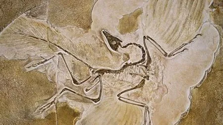 Coreea de Sud îl scoate pe DARWIN din manualele școlare