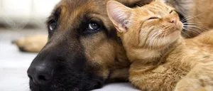 UE introduce un sistem obligatoriu de ÎNREGISTRARE pentru câini și pisici. Ce trebuie să știe toți iubitorii „prietenilor blănoși”?