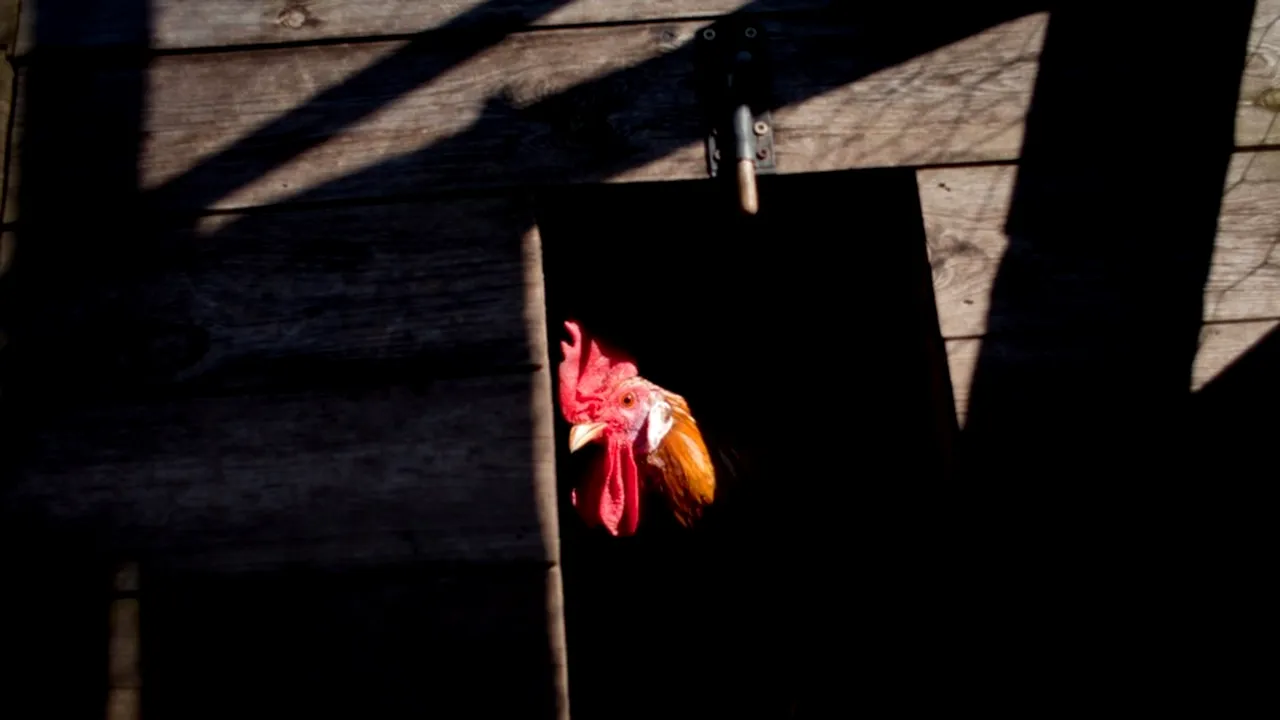 Cercetători japonezi: Cântecul cocoșului este declanșat de un ceas intern