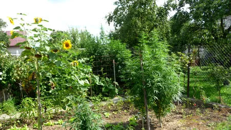 Cum au înțeles românii să „rezolve” criza din agricultură. Plantațiile  de canabis s-au înmulțit în toată țara