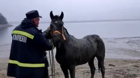 #cugandullaanimale | Salvare inedită demarată de pompierii ISU Argeș: Calul se afundase în solul moale aproape cu tot corpul  - VIDEO 