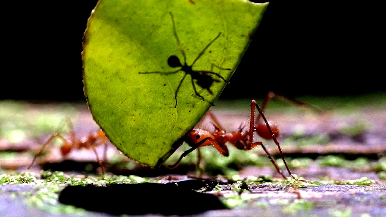 Greierele a fost răzbunat. Adevărul despre furnici: până la 60% dintre ele sunt 