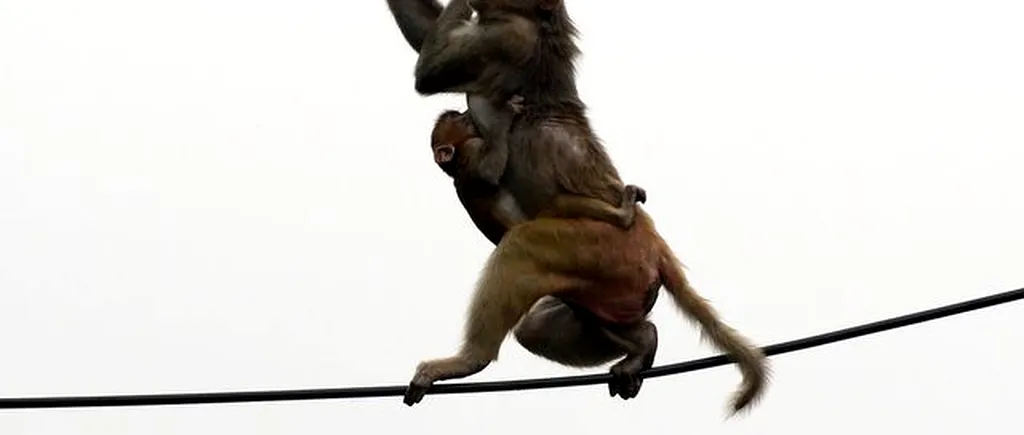 ATAC. Maimuțe din India au furat probe de sânge infectate cu coronavirus. Un biolog a avertizat că virusul mutant ar putea avea un impact devastator asupra speciilor de maimuțe, care au mușcat recent copii