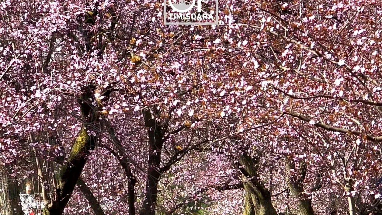 Satul din România RENUMIT pentru migdalii înfloriți asemănători cireșilor din Japonia