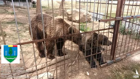„Grădină zoologică” ILEGALĂ cu urși și lei, descoperită în Dâmbovița. Garda de Mediu a aplicat amenzi de 120.000 lei