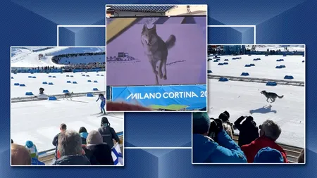 Un lup a pătruns pe o pârtie de schi de la Milano Cortina și a concurat cu schiorii olimpici