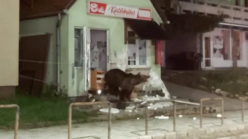 Harghita: Un urs a intrat într-o pensiune din Băile Tuşnad, iar altul a spart ușa unui magazin