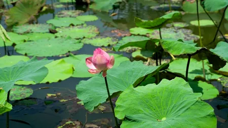 Delta Dunării, „tărâmul FERMECAT”, votată destinația anului