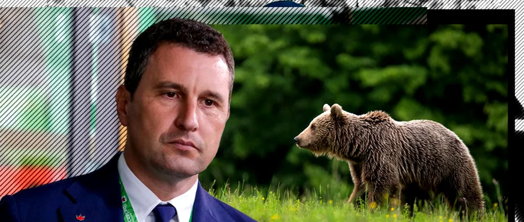 Ce s-ar putea schimba după ce un urs a ucis o fată în Bucegi. Un proiect care dă LIBER LA VÂNARE pentru aproape 500 de urși este în Parlament din 2023