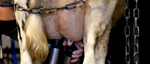ANSVSA a retras de la o fermă 14.000 de litri de lapte contaminat cu aflatoxină și a stopat livrările de lapte crud