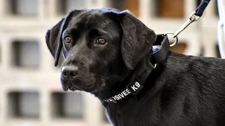 CIA renunță la un labrador superb care adulmecă BOMBE pentru că vrea să se joace în loc să caute explozibili. FOTO și VIDEO
