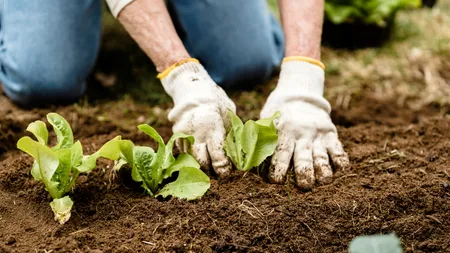 Planta rezistentă la frig și bogată în vitamina C. Se plantează până la finalul lunii octombrie