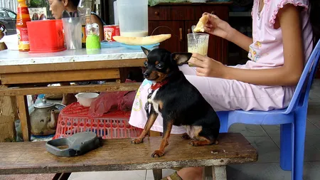 Povestea de viață a unei femei din Marea Britanie care a fost SALVATĂ de la moarte de cățelușa ei. „A mirosit cancerul la sân”