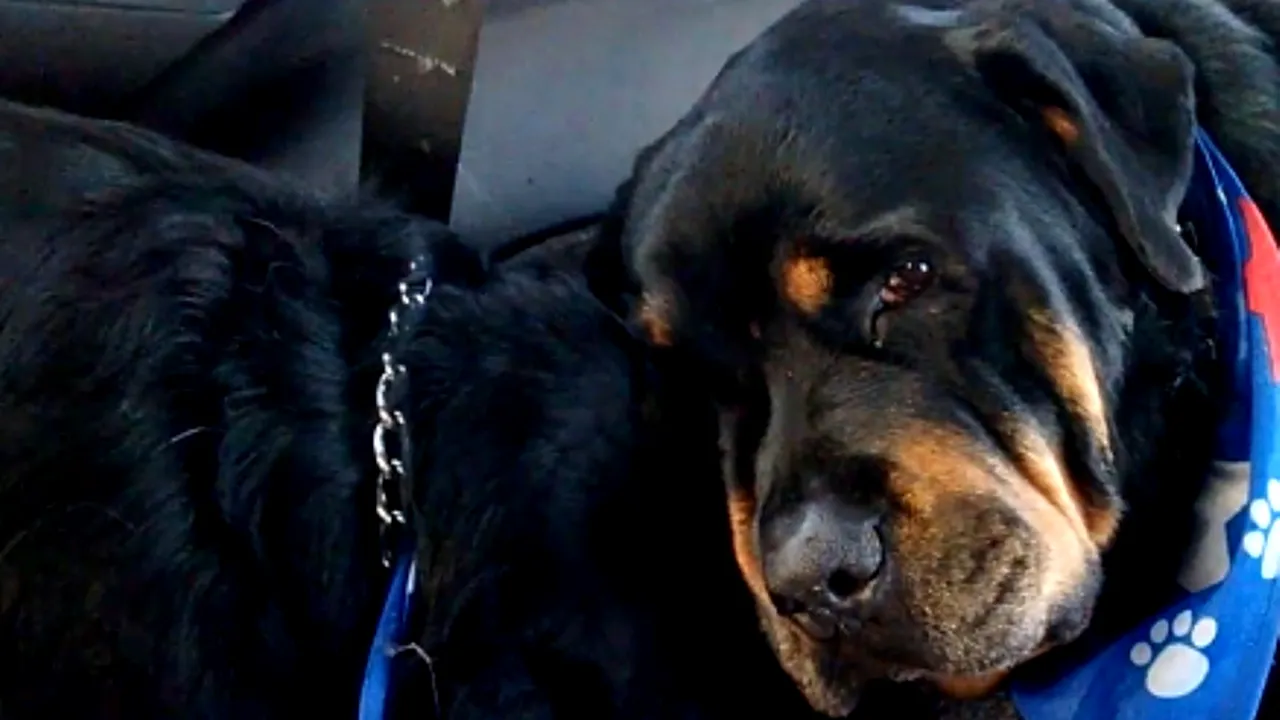 Polița care acoperă pagubele provocate de câini. Cât plătește proprietarul unui Rottweiller pentru o asigurare de 10.000 de euro