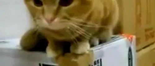 Pisica mâncăcioasă care a devenit viral pe Internet. VIDEO