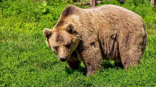 Primele imagini cu ursul din pădurea de lângă Iași. „Prezența animalului în pădurea Dobrovăț a devenit o certitudine”