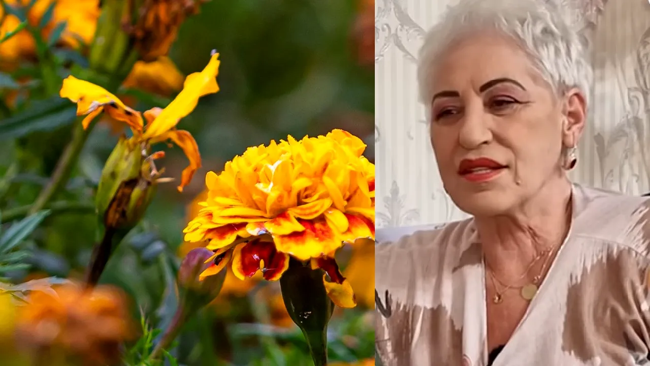 Lidia Fecioru a dezăvăluit PLANTA care este „aur curat”. Are numeroase beneficii pentru organism și ține insectele la distanță