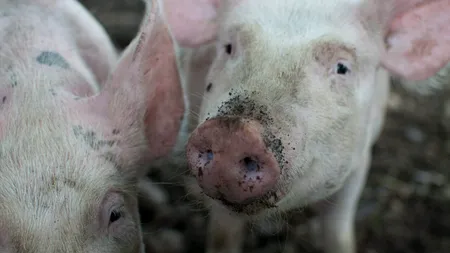 Cât se pierde din greutatea porcului după tăiere. Cu câtă carne rămânem după ce cumpărăm porc „în viu”