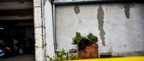 Imagini revoltătoare. Cum a fost executat un urs pentru că 50 de oameni nu au știut să-l tranchilizeze. VIDEO