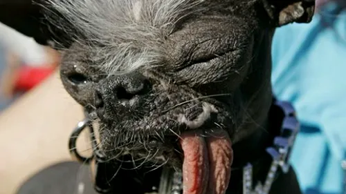 A murit cel mai urât câine din lume
