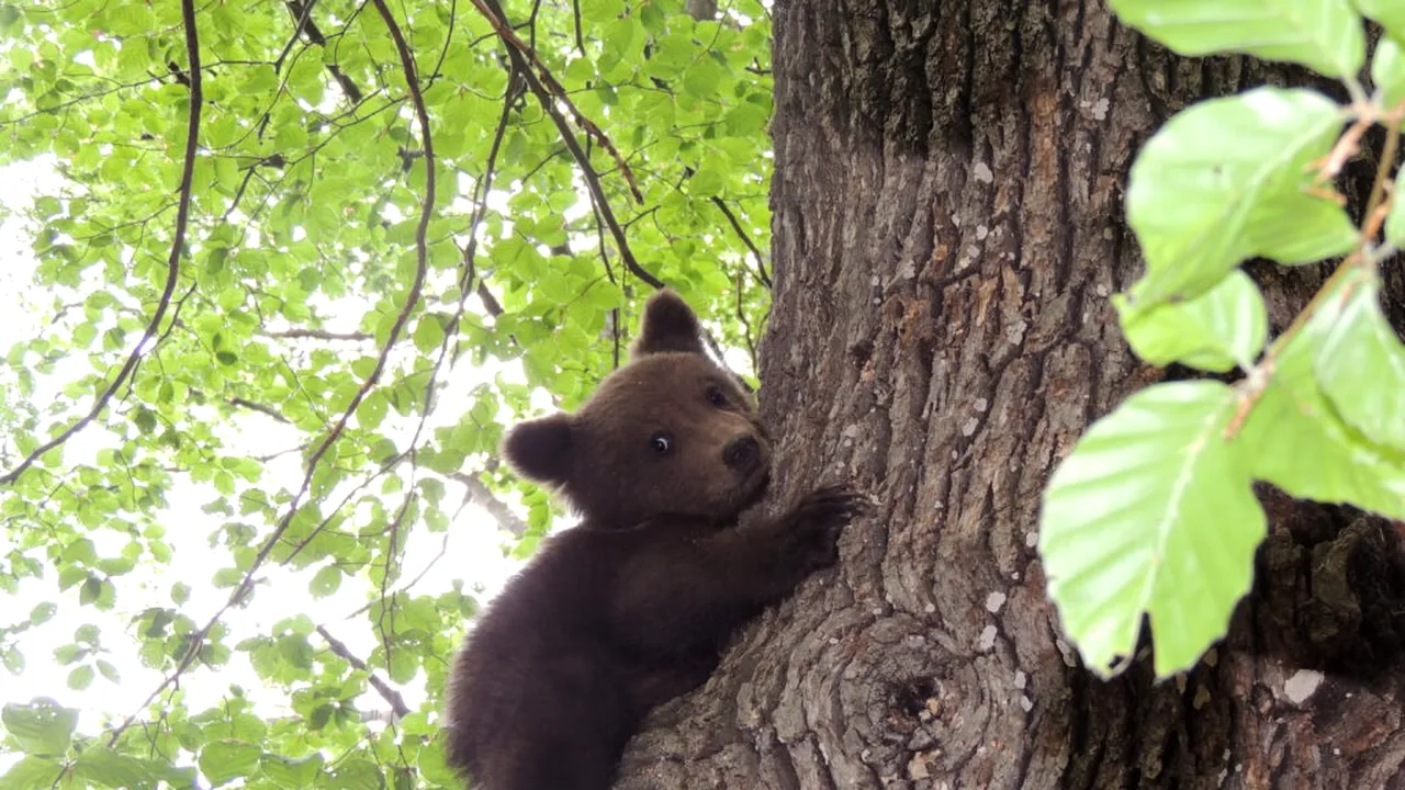 FOTO | Un ursuleț orfan de doar 3 luni, salvat de săteni dintr-un copac. Puiul a ajuns la centrul Bear Again