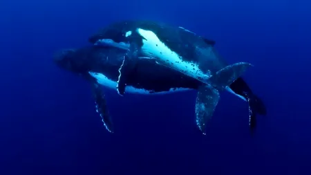 PREMIERĂ. Fotografia pe care toți cercetătorii și-ar fi dorit să o facă