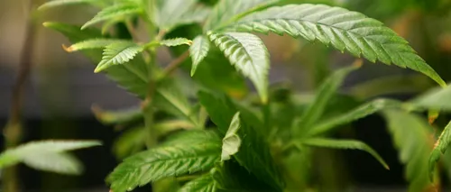 Țara care le dă voie locuitorilor să cultive marijuana acasă