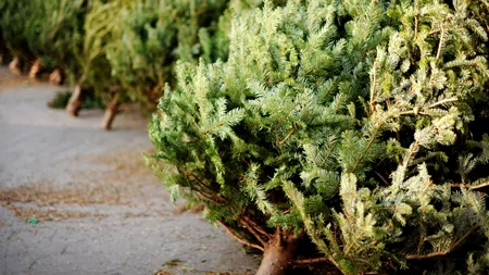 Schimbările climatice transformă pepinierele de brazi de Crăciun din Oregon în ferme de canabis