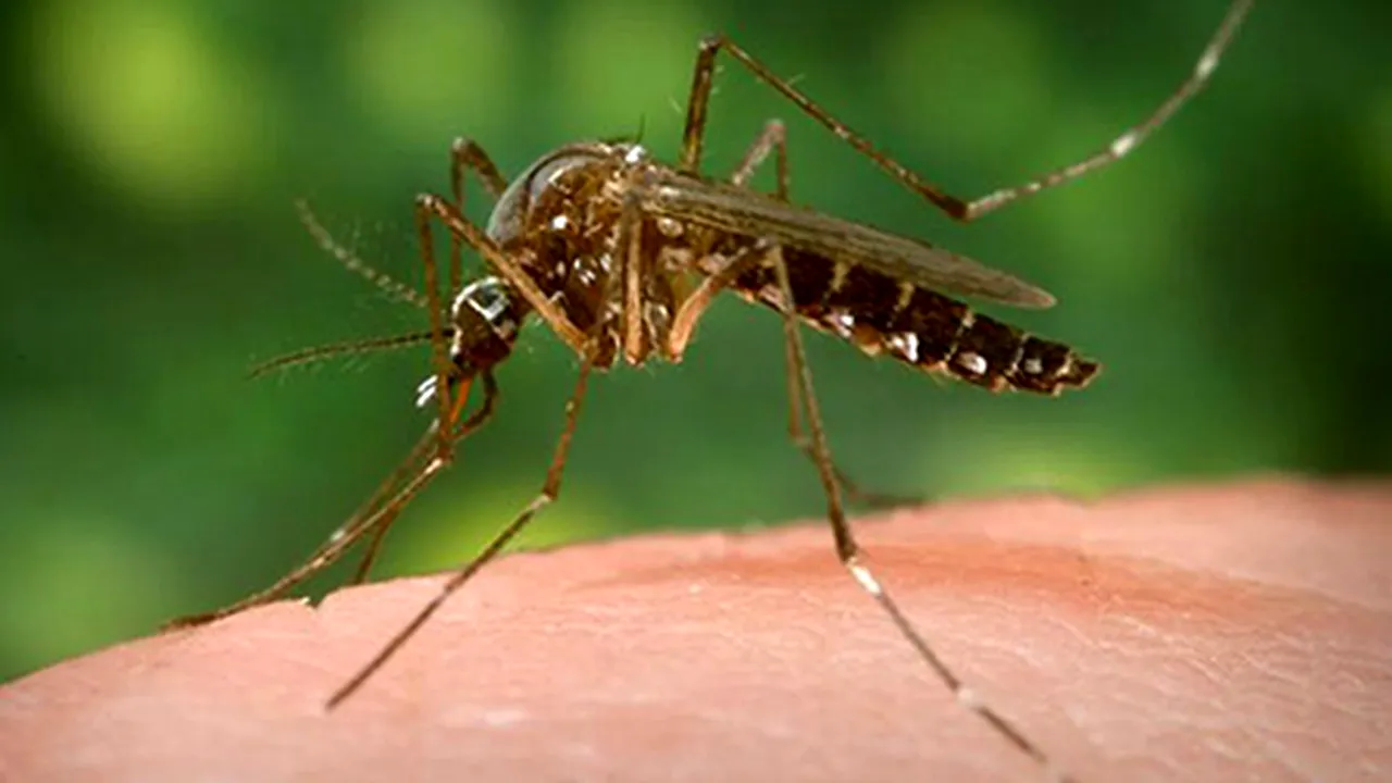 Epidemia de febră galbenă provoacă zeci de decese