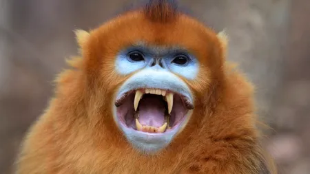 NEOBIȘNUIT. Top 8 cele mai ciudate animale din lume. Cum arată, de fapt, un ligru