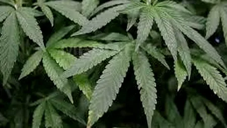 Trei români și un grec, prinși în flagrant când vindeau 3 kg de cannabis în Curtea de Argeș