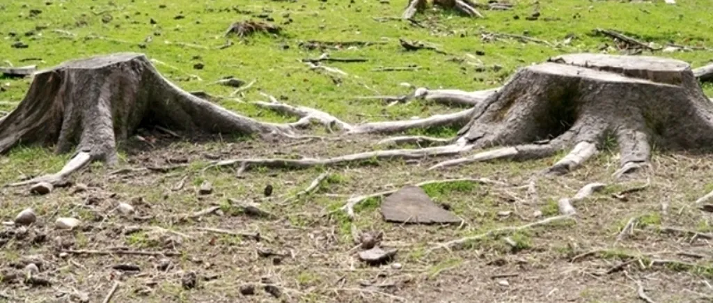 Cât lemn s-a exploatat anul trecut în România. Volumul este în creștere