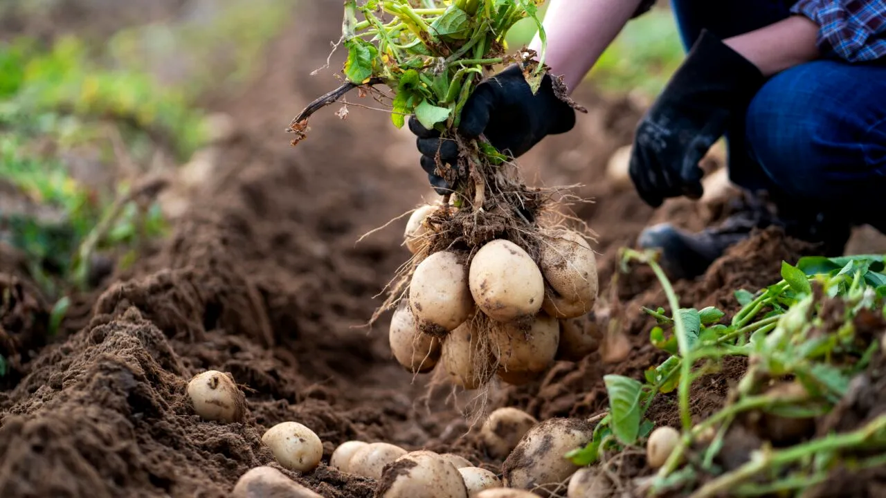 Cele 3 trucuri naturale la care poți apela pentru a avea o recoltă de cartofi bogată
