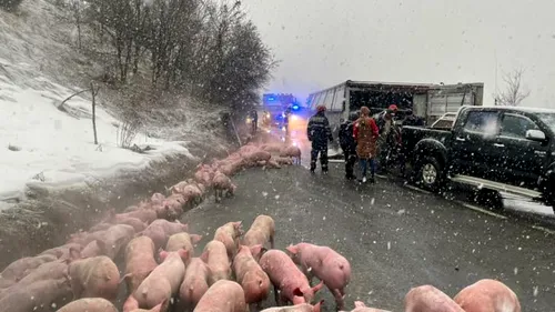 Un TIR cu 600 de porci s-a răsturnat pe DN 17, în județul Bistrița-Năsăud. 100 de animale nu au supraviețuit (VIDEO)
