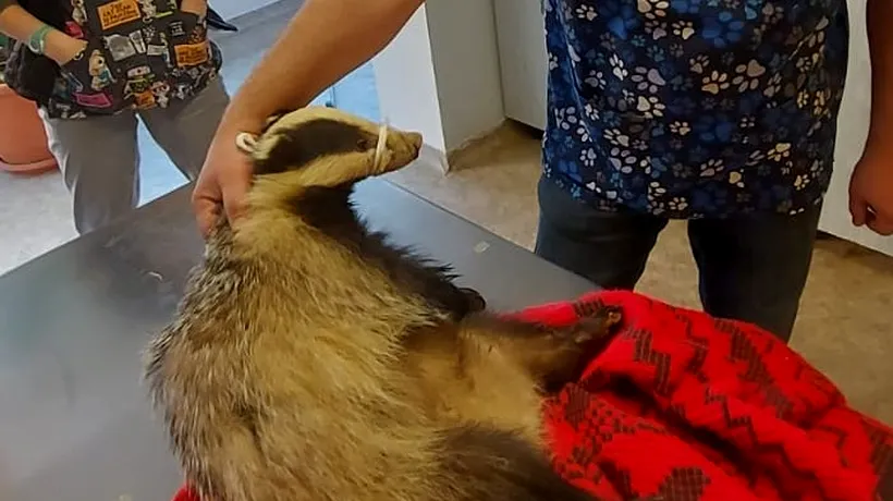 FOTO. „Operațiunea Bursucul”. Un astfel de animal, rănit, a fost salvat din „Lunca Mureșului” și dus la o clinică veterinară