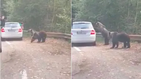 A încercat să fotografieze doi urși pe Tranfăgărășan, iar unul dintre ei sare pe mașină (FOTO)
