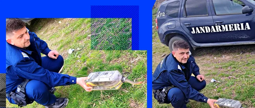 Un localnic dintr-o comună vâlceană a găsit un ȘARPE de 2 metri in beciul casei. Cum a scăpat bărbatul de reptilă
