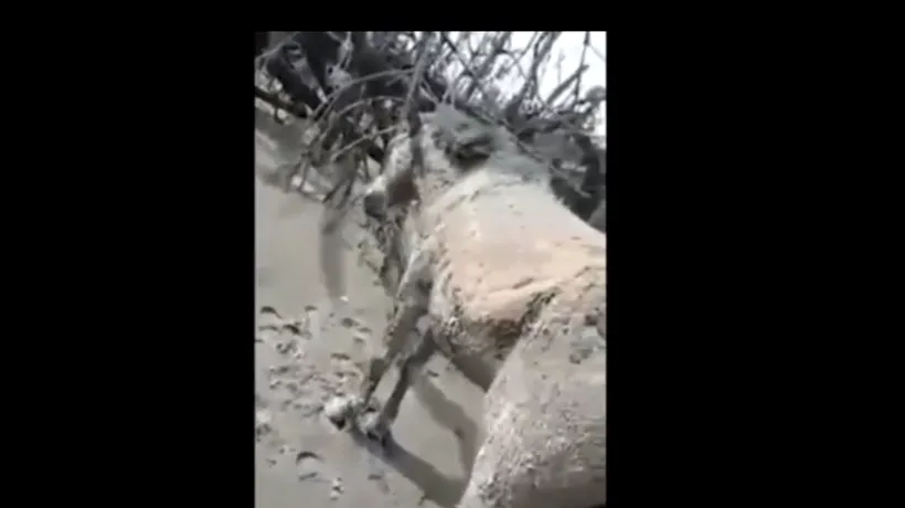 VIDEO Animale îngropate de vii în cenușă și nămol, în urma erupției vucanului Taal din Filipine