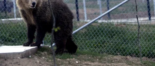 Un urs este captiv într-un cireș la marginea unui sat buzoian, fără ca autoritățile să intervină
