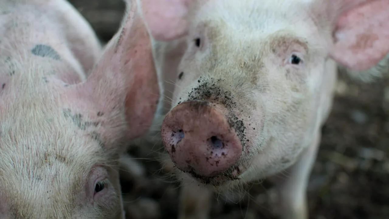 Cât se pierde din greutatea porcului după tăiere. Cu câtă carne rămânem după ce cumpărăm porc „în viu”